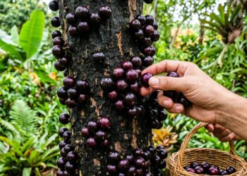 Árvore queridinha dos quintais brasileiros dá sombra o ano todo, frutos doces e chá medicinal durante
