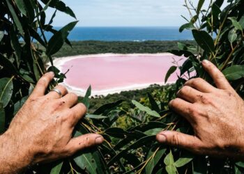 O lago que parece pintado de rosa intriga visitantes e cientistas em uma ilha remota da Austrália