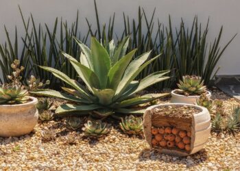 7 plantas resistentes ao sol forte para quintais pequenos que suportam regas a cada 15 dias no verão