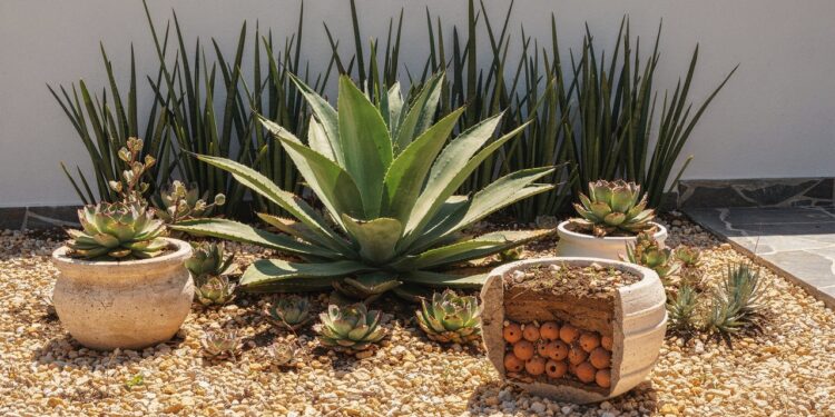 7 plantas resistentes ao sol forte para quintais pequenos que suportam regas a cada 15 dias no verão