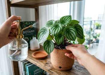 A planta que parece uma mini melancia decora ambientes e exige pouquíssimos cuidados no dia a dia