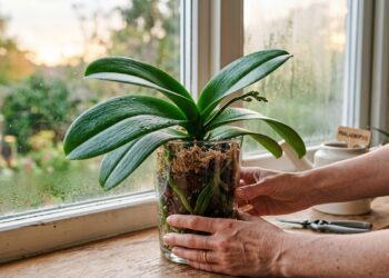 Como fazer sua orquídea voltar a florir quando ela só dá folhas com 2 ajustes simples e eficazes