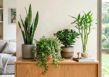 5 plantas que podem atrair prosperidade, fáceis de cuidar e boas energias para o lar em 2026