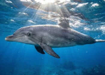 O animal que nunca dorme de verdade e mantém metade do cérebro acordada para continuar respirando