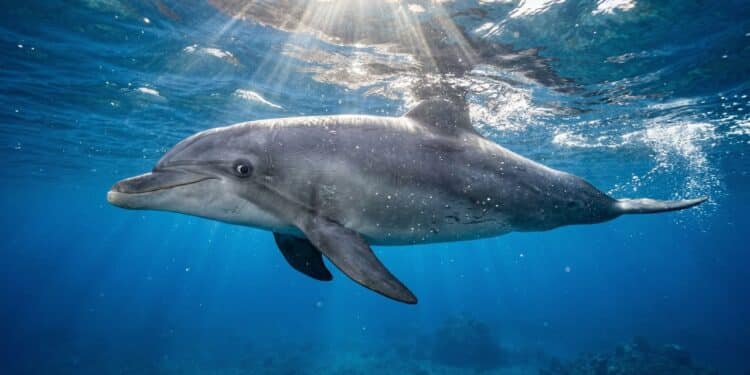 O animal que nunca dorme de verdade e mantém metade do cérebro acordada para continuar respirando