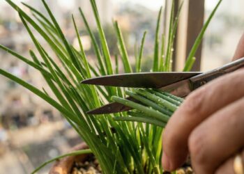 Adeus alecrim: esse tempero cresce em vaso pequeno, não precisa de sol direto e rebrota sozinho