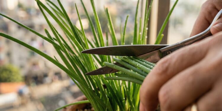 Adeus alecrim: esse tempero cresce em vaso pequeno, não precisa de sol direto e rebrota sozinho