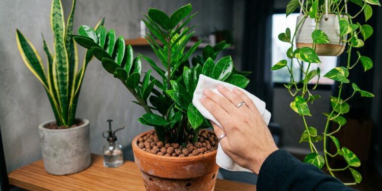 5 plantas resistentes que embelezam a sala e subsistem mesmo com irrigação escassa e pouca atenção