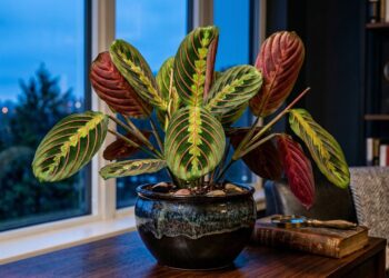 Planta curiosa que levanta as folhas ao anoitecer como se estivesse rezando chama atenção