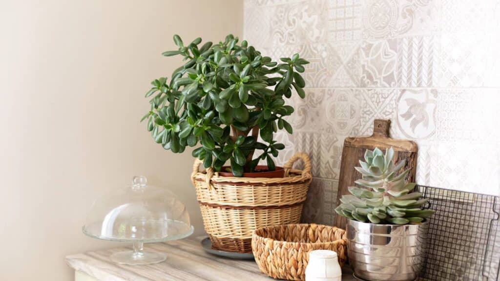 Conhecida pelo simbolismo de riqueza e prosperidade, essa suculenta é perfeita para casas e escritórios