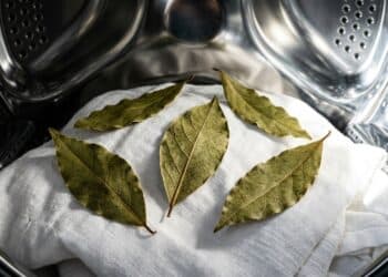 É inacreditável por que cada vez mais pessoas estão colocando folhas de louro na máquina de lavar