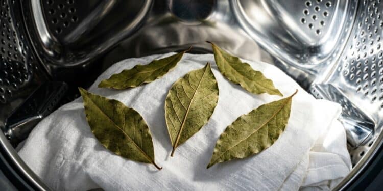 É inacreditável por que cada vez mais pessoas estão colocando folhas de louro na máquina de lavar