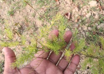 Créditos: depositphotos.com / Jahidul Islam