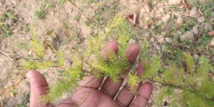 Créditos: depositphotos.com / Jahidul Islam