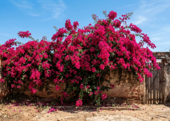 7 plantas resistentes ao sol do Nordeste que deixam o quintal bonito mesmo em tempos de seca