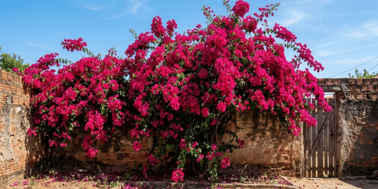 7 plantas resistentes ao sol do Nordeste que deixam o quintal bonito mesmo em tempos de seca
