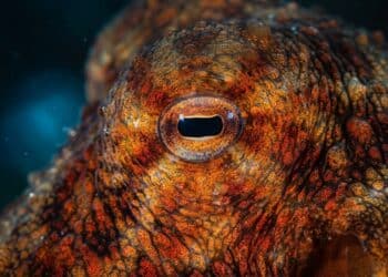 O alienígena dos oceanos: o animal que tem 3 corações, 9 cérebros e sangue azul