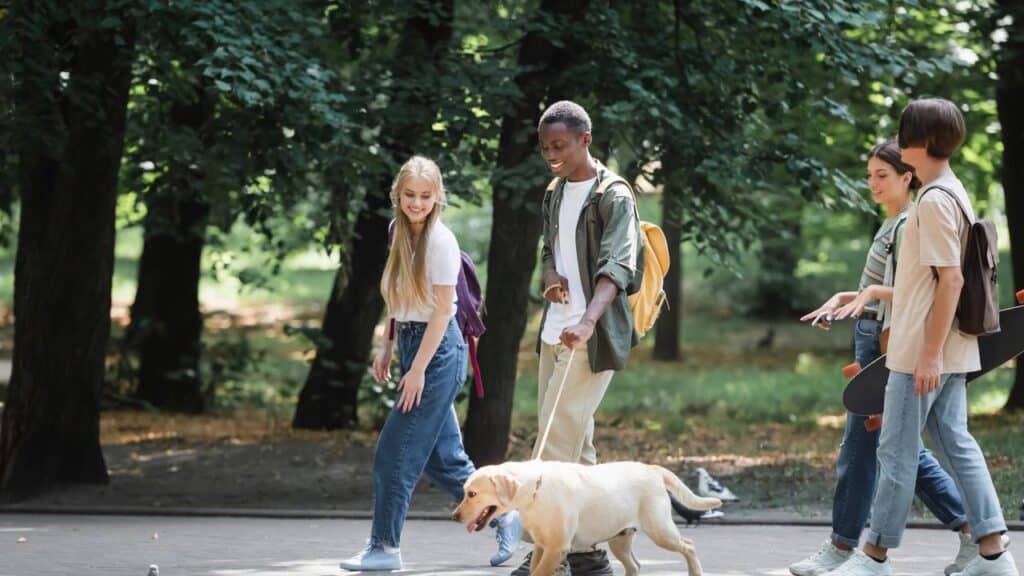 Nova lei em vigor está gerando multas de R$ 826 para tutores que saírem com cão sem guia