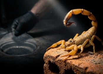 O segredo para não deixar escorpiões entrarem em casa e o significado por trás deles estarem em sua casa