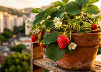 A fruta que todo brasileiro deveria ter em casa por crescer bem e ocupar pouco espaço