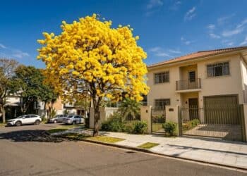 As 5 melhores árvores para fazer sombra em casa sem quebrar a calçada