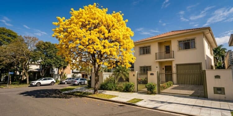 As 5 melhores árvores para fazer sombra em casa sem quebrar a calçada