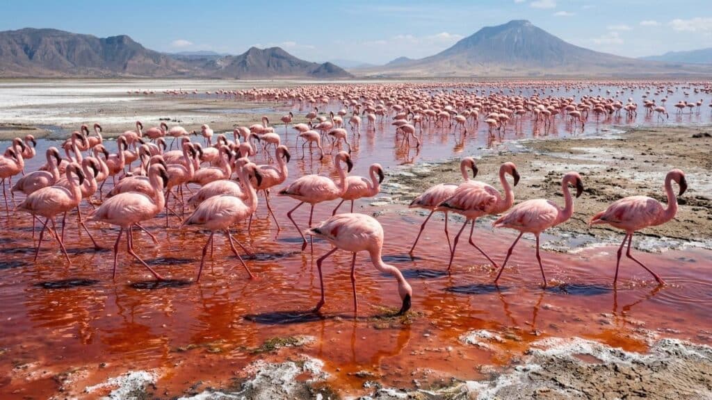 O lago que pode transformar animais em pedra intriga cientistas e visitantes na África
