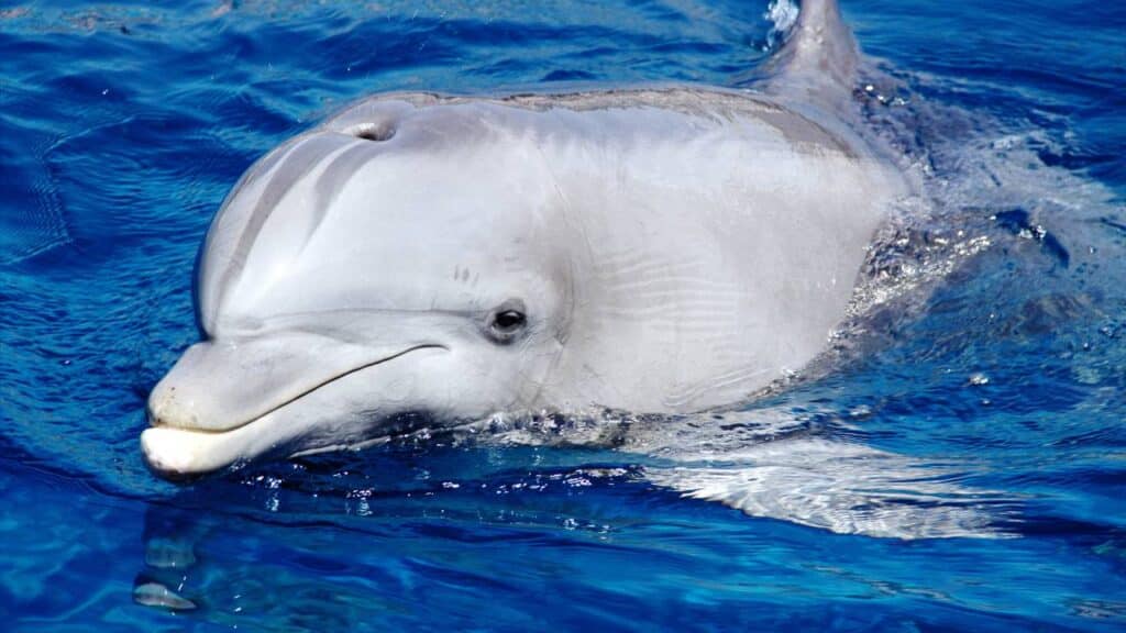 O animal que nunca dorme de verdade e mantém metade do cérebro acordada para continuar respirando