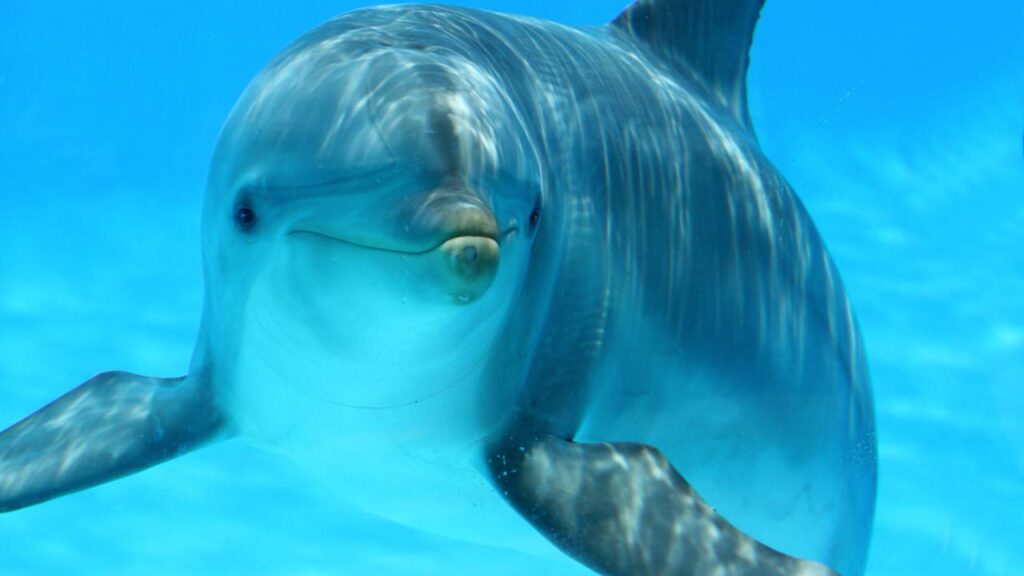 O animal que nunca dorme de verdade e mantém metade do cérebro acordada para continuar respirando