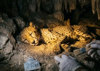 Entenda como guepardos foram achados mumificados em cavernas da Arábia Saudita em um estado de preservação incrível