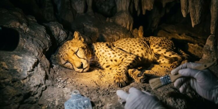 Entenda como guepardos foram achados mumificados em cavernas da Arábia Saudita em um estado de preservação incrível
