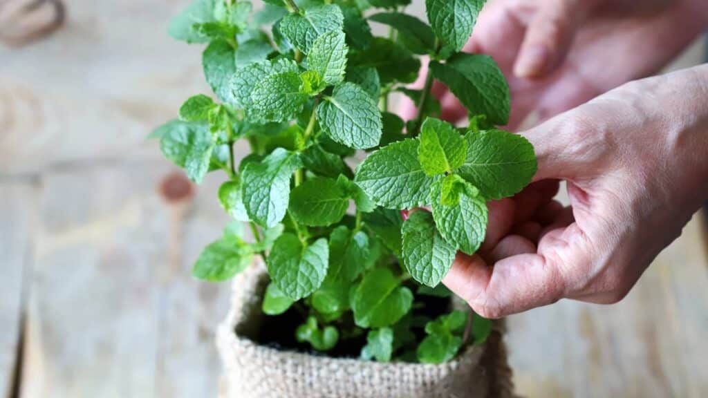 A planta que muita gente coloca na janela pode ir além do perfume e ganhar função no dia a dia