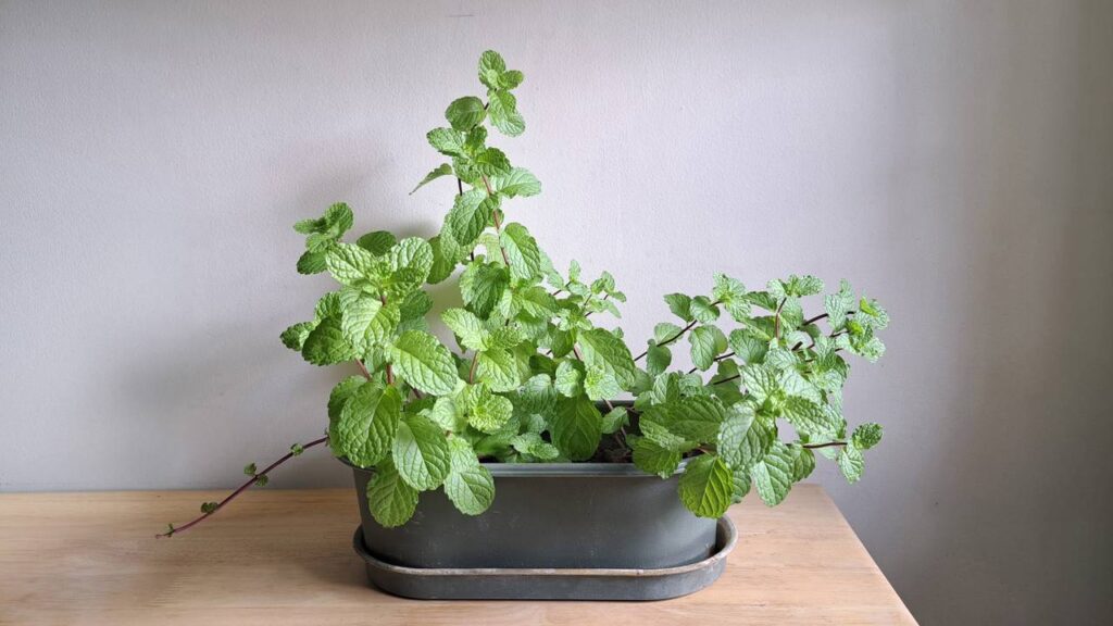 A planta que muita gente coloca na janela pode ir além do perfume e ganhar função no dia a dia