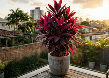 Dracena-vermelha vibrante em um vaso moderno sob o sol da tarde