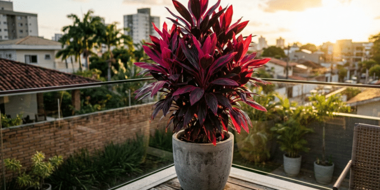 Dracena-vermelha vibrante em um vaso moderno sob o sol da tarde