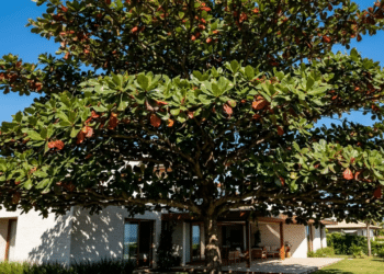 Copa densa do Chapéu-de-Sol criando sombra profunda em uma casa