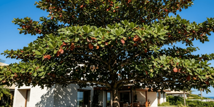 Copa densa do Chapéu-de-Sol criando sombra profunda em uma casa