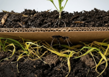 Essa estrutura de celulose funciona como uma barreira eficiente que sufoca os matinhos desde a base.