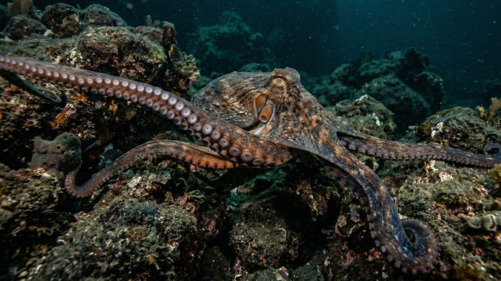 O alienígena dos oceanos: o animal que tem 3 corações, 9 cérebros e sangue azul