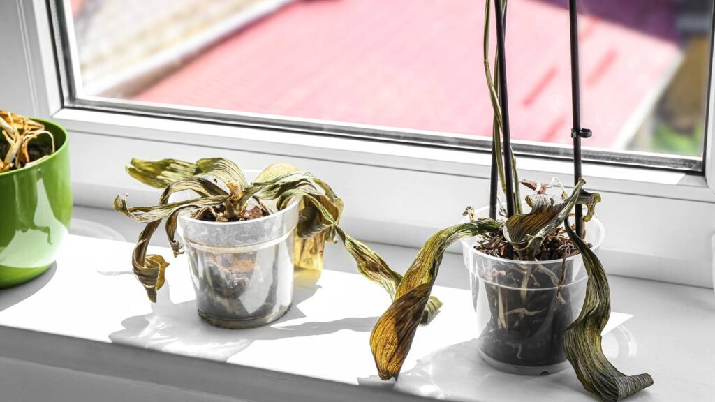 Folhas murchas nem sempre são falta de água: o erro comum que pode acabar com sua planta