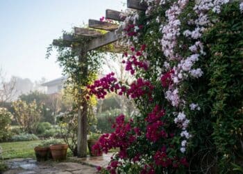A trepadeira ideal para o inverno: resiste ao frio e enche seu jardim de flores