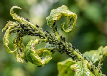 Como acabar com pulgões nas plantas do jardim usando métodos simples e fáceis de aplicar