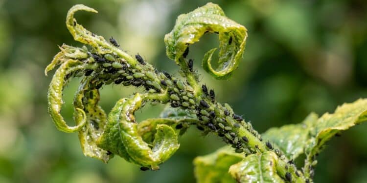 Como acabar com pulgões nas plantas do jardim usando métodos simples e fáceis de aplicar