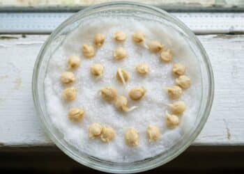 Como fazer sementes de pimentão começarem a brotar em 12 horas mesmo sem ter muita experiência