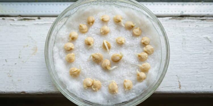 Como fazer sementes de pimentão começarem a brotar em 12 horas mesmo sem ter muita experiência