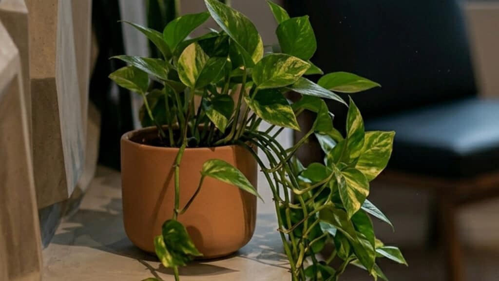 plantas resistentes à pouca luz