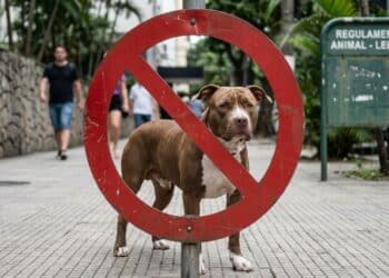Nova lei proíbe criação e circulação de pitbulls e prevê multas de R$ 5 mil pesadas para quem descumprir