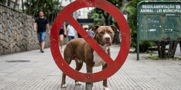 Nova lei proíbe criação e circulação de pitbulls e prevê multas de R$ 5 mil pesadas para quem descumprir