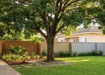 A árvore ideal para sombra no quintal que cresce rápido e não danifica estruturas