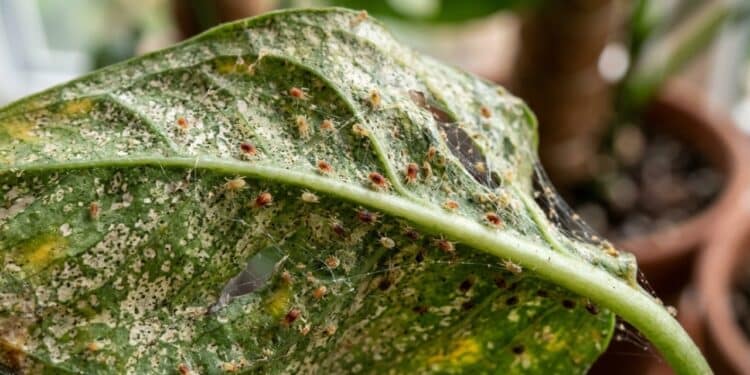 O ácaro invisível que enfraquece as suas plantas de interior
